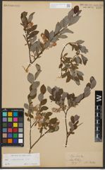 Foto von Salix starkeana Willd.